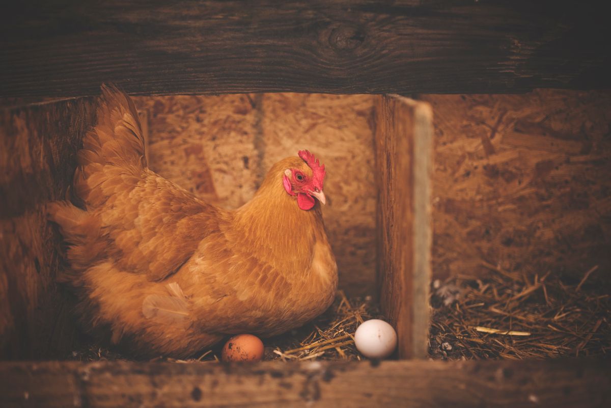 Hen with fresh eggs in the nest · دجاجة مع بيض طازج في العش